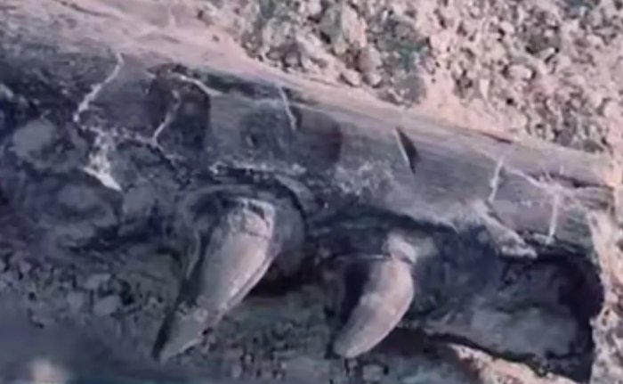 Қорақалпоғистонда динозавр суяклари топилдими?