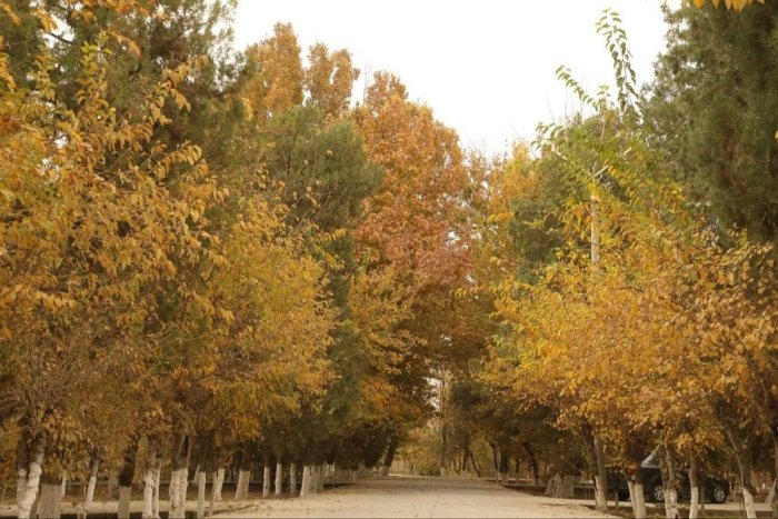 Osiyolik jinsiy aloqa velosipedi