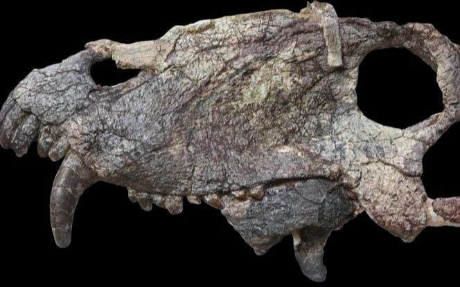 Braziliyada dinozavrlardan ancha oldin yashagan qadimgi yirtqich hayvonning bosh suyagi topildi