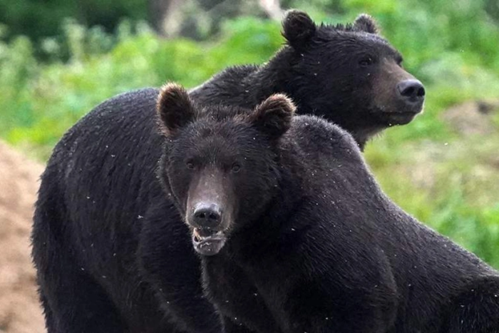 Япония айиқлар рекорд даражада инсонларга ҳужум қилди