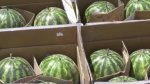 Qirg‘izistonga yuborilgan 21 tonna tarvuz nega ortga qaytarildi?