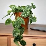 Uydagi havoni tozalaydigan o‘simliklar ma’lum qilindi