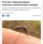 Россияда хавфли тропик чивинлар тарқалмоқда