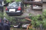 Дарахт остида қолган машиналар: суғурта зарарни қоплаб берадими? Дарахт остида қолган машиналар: суғурта зарарни қоплаб берадими?