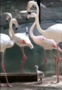 Toshkent hayvonot bog‘ida 3 ta pushti flamingo jo‘jalari dunyoga keldi
