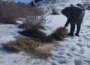 “Chotqol” qo‘riqxonasida jonivorlar uchun sun’iy ozuqa maydonchalari yaratildi “Chotqol” qo‘riqxonasida jonivorlar uchun sun’iy ozuqa maydonchalari yaratildi