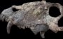 Braziliyada dinozavrlardan ancha oldin yashagan qadimgi yirtqich hayvonning bosh suyagi topildi Braziliyada dinozavrlardan ancha oldin yashagan qadimgi yirtqich hayvonning bosh suyagi topildi