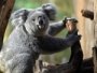 Avstraliyada hukumat ruxsati bilan 700 ta koala otildi
