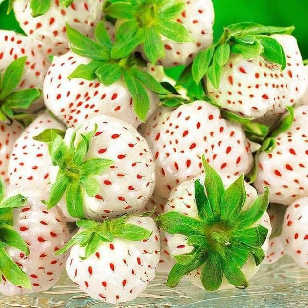 Оқ қулупнай ҳақида эшитганмисиз?