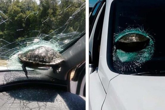 Машинага урилган тошбақа аёлнинг бошини ёрди