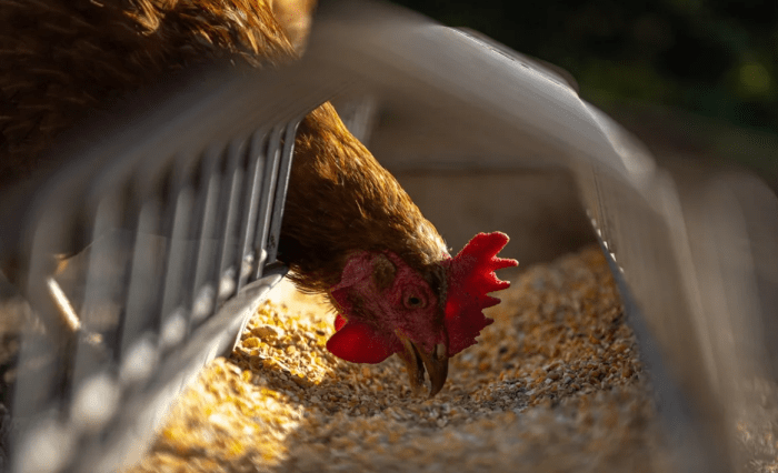 Фермерлар 560 минг бош паррандани йўқ қилишга мажбур