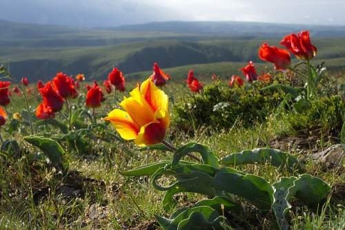 15 апрель куни юртимиз бўйлаб кутилаётган об-ҳаво маълумоти
