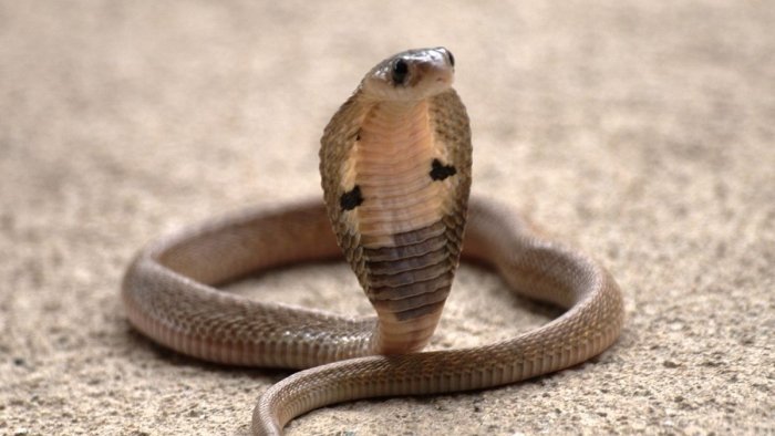 Misr kurortida germaniyalik sayyoh kobra chaqishidan vafot etdi