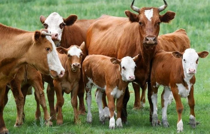 Qirg‘iziston O‘zbekistonga qoramol eksportini keskin qisqartirdi