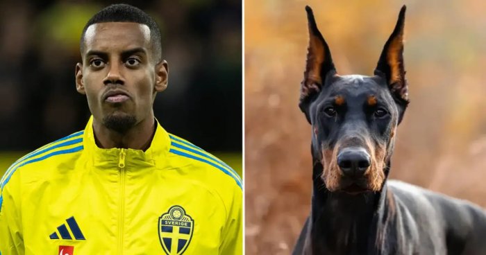 “Ливерпуль”нинг энг қиммат юлдузи ўлим таҳдидидан кейин қўриқчи ит сотиб олди