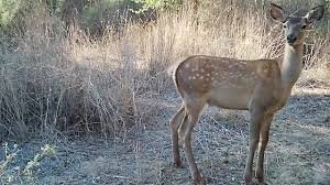 Қизилқум қўриқхонасида Хонгул буғуси қайд этилди