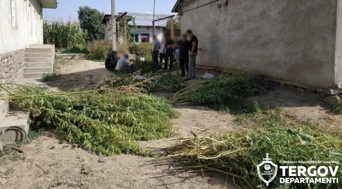 Оҳангаронда томорқасини “Наша” плантациясига айлантирган эркак ушланди Оҳангаронда томорқасини “Наша” плантациясига айлантирган эркак ушланди