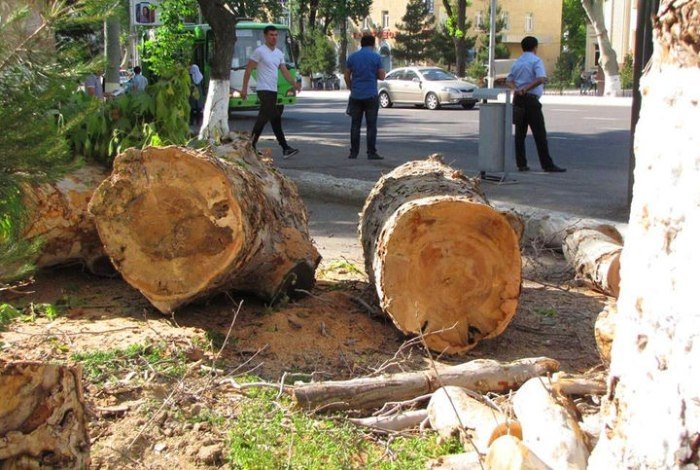 O‘zbekistonda daraxtlarni kesish va qasddan quritganlik uchun jarimalar oshirilmoqda