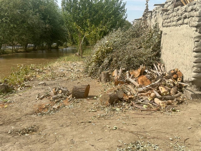 Buxoroda kanal muhofaza zonasidagi 125 tup daraxt kesib tashlandi Buxoroda kanal muhofaza zonasidagi 125 tup daraxt kesib tashlandi
