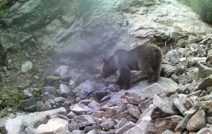 Қизиқувчан айиқ фотоқопқонни кўриб қолди…