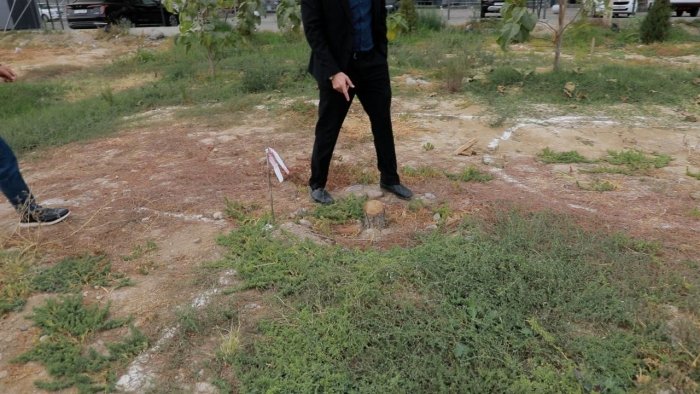 Пойтахтда яна "дарахткушлик" содир бўлди