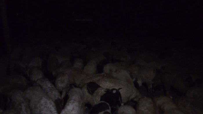 Andijon viloyatiga Mo‘g‘ulistondan 5000 bosh "Bayad" zotli qo‘y olib kelinadi (video)