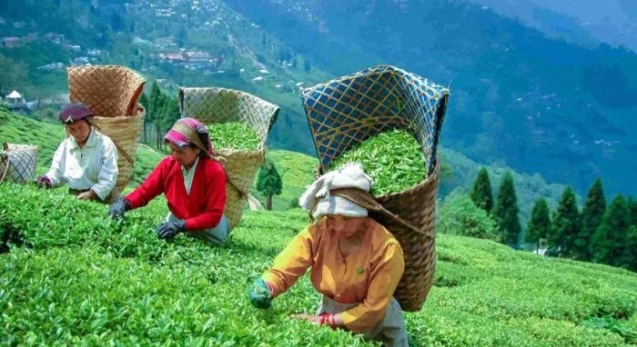 Хитой чой етиштириш бўйича дунёда етакчи ўринга чиқди