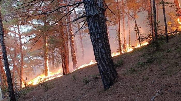 Putin saroyi yaqinidagi o‘rmon yong‘iniga ukrain droni sababchi bo‘ldi