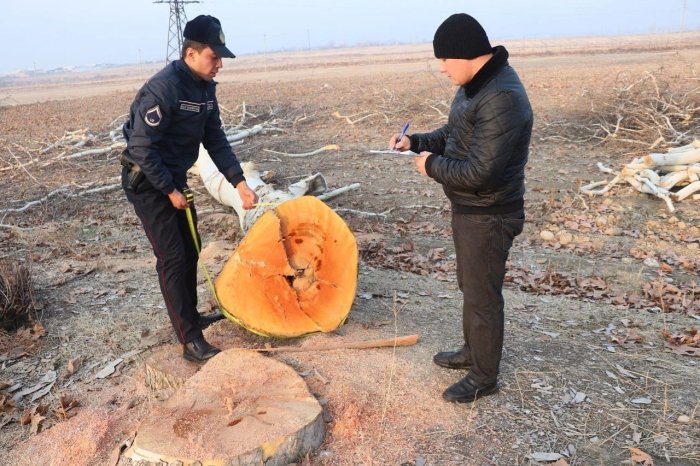 Andijonda ko‘pyillik chinorlar kesilgani bo‘yicha jinoyat ishi qo‘zg‘atildi