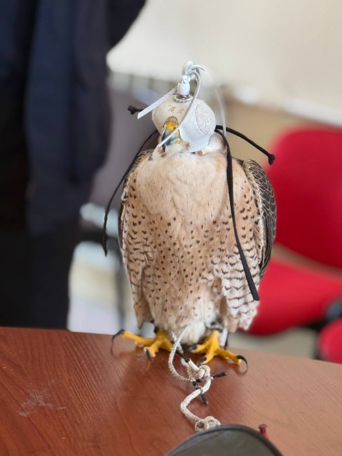 O‘zbekistonda noyob yirtqich qushlarga maxsus elektron chiplar o‘rnatish boshlandi