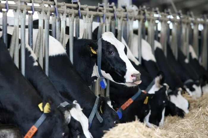 Rossiyada o‘zbekistonliklar uchun yer ajratilishi mumkin