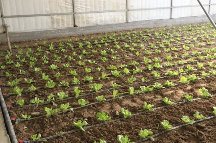 Ўзбекистонда иссиқхона ташкил этиш учун энг маъқул ҳудуд қайси?