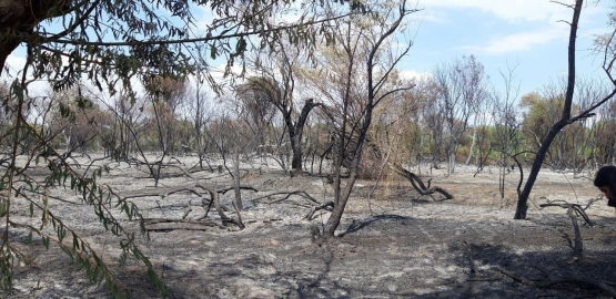 Milliy tabiat bog‘idagi yong‘inda 200 ga yaqin daraxt zararlangan