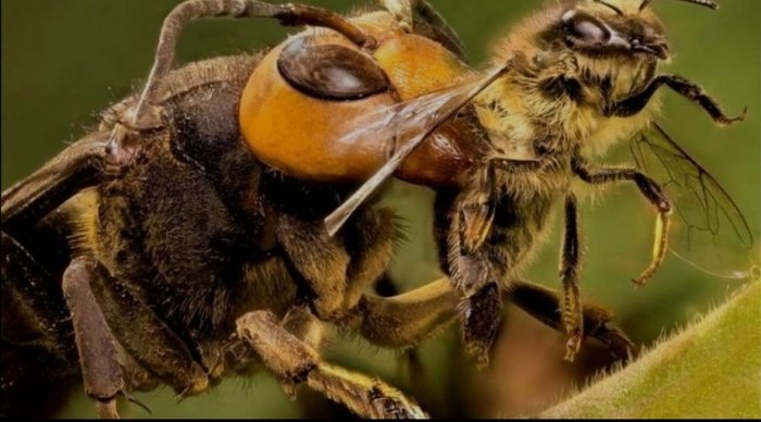 Mitti qotillar yoki yigirma yillik kurash