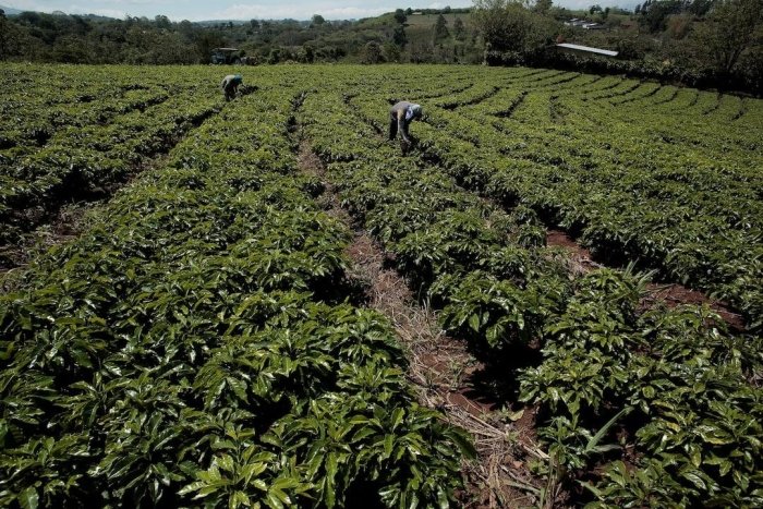 Қаҳва саноатида янгилик. Ўрмонлар кесилиши назоратга олинади