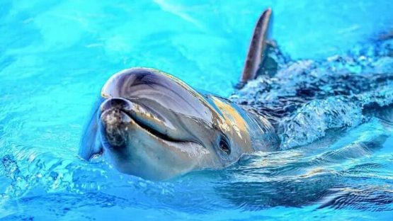 AQSh Shimoliy Koreya delfinlardan harbiy maqsadlarda foydalanishni boshlaganini aniqladi