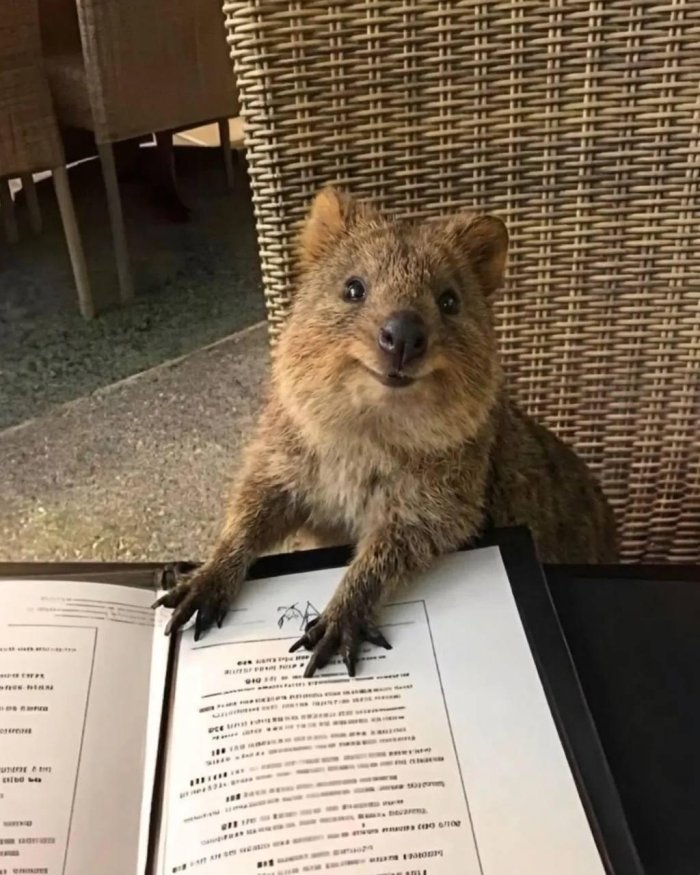 Avstraliyaning Rottnest orolidagi restoranlardan birida kvokkalarning kirishi qat’iyan taqiqlab qo‘yildi
