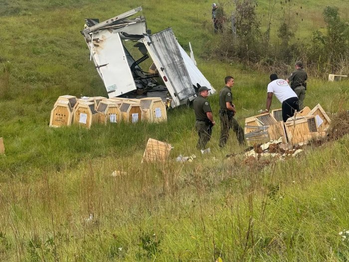 AQShda xavfli virus yuqtirilgan maymun qochib ketdi (VIDEO)