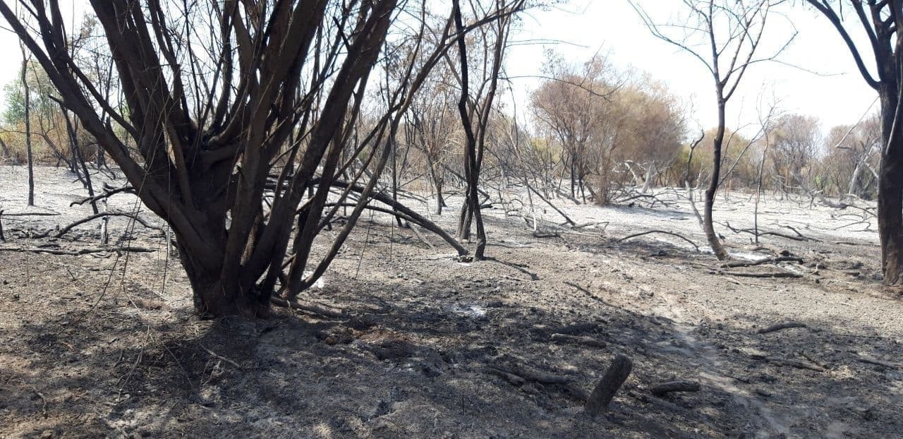 Milliy tabiat bog‘idagi yong‘inda 200 ga yaqin daraxt zararlangan Milliy tabiat bog‘idagi yong‘inda 200 ga yaqin daraxt zararlangan