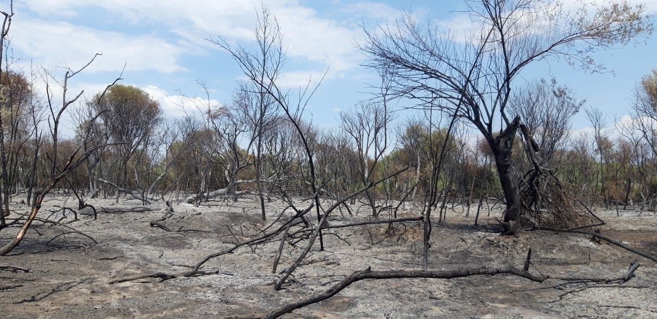 Milliy tabiat bog‘idagi yong‘inda 200 ga yaqin daraxt zararlangan Milliy tabiat bog‘idagi yong‘inda 200 ga yaqin daraxt zararlangan